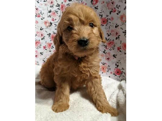 Εκπληκτικά κουτάβια Goldendoodle